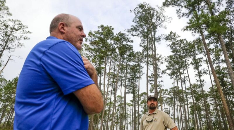 No longer endangered, this squirrel is 'back to the brink of extinction' in Louisiana