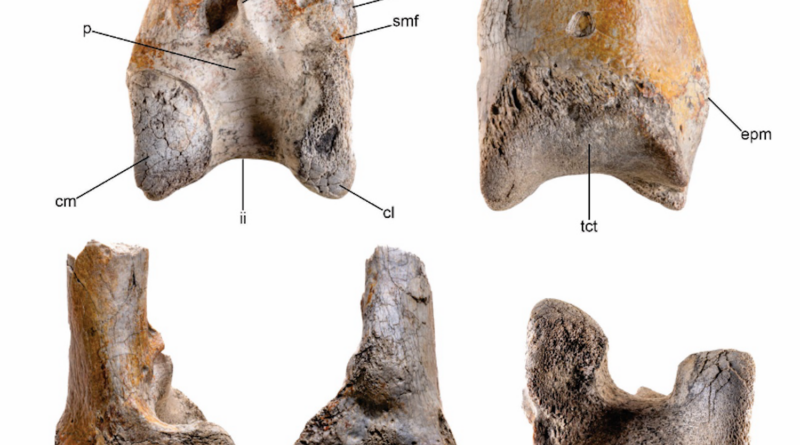 The end of the left bone of the fearsome bird, which is the lower bone of the bird's leg about the size of the human tibia or shin bone, dates back to the Miocene period about 12 million years ago. Credit: Degrange et al.