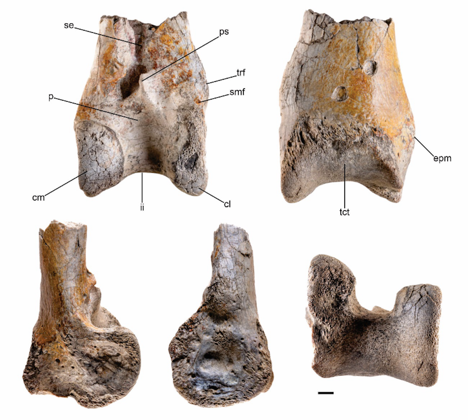 The end of the left bone of the fearsome bird, which is the lower bone of the bird's leg about the size of the human tibia or shin bone, dates back to the Miocene period about 12 million years ago. Credit: Degrange et al.