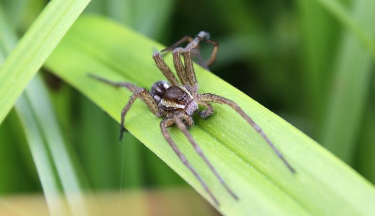 A large raft spider or fen raft spider (Dolomedes plantarius) is nearby