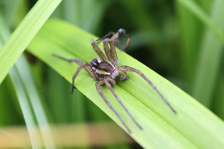 A large raft spider or fen raft spider (Dolomedes plantarius) is nearby