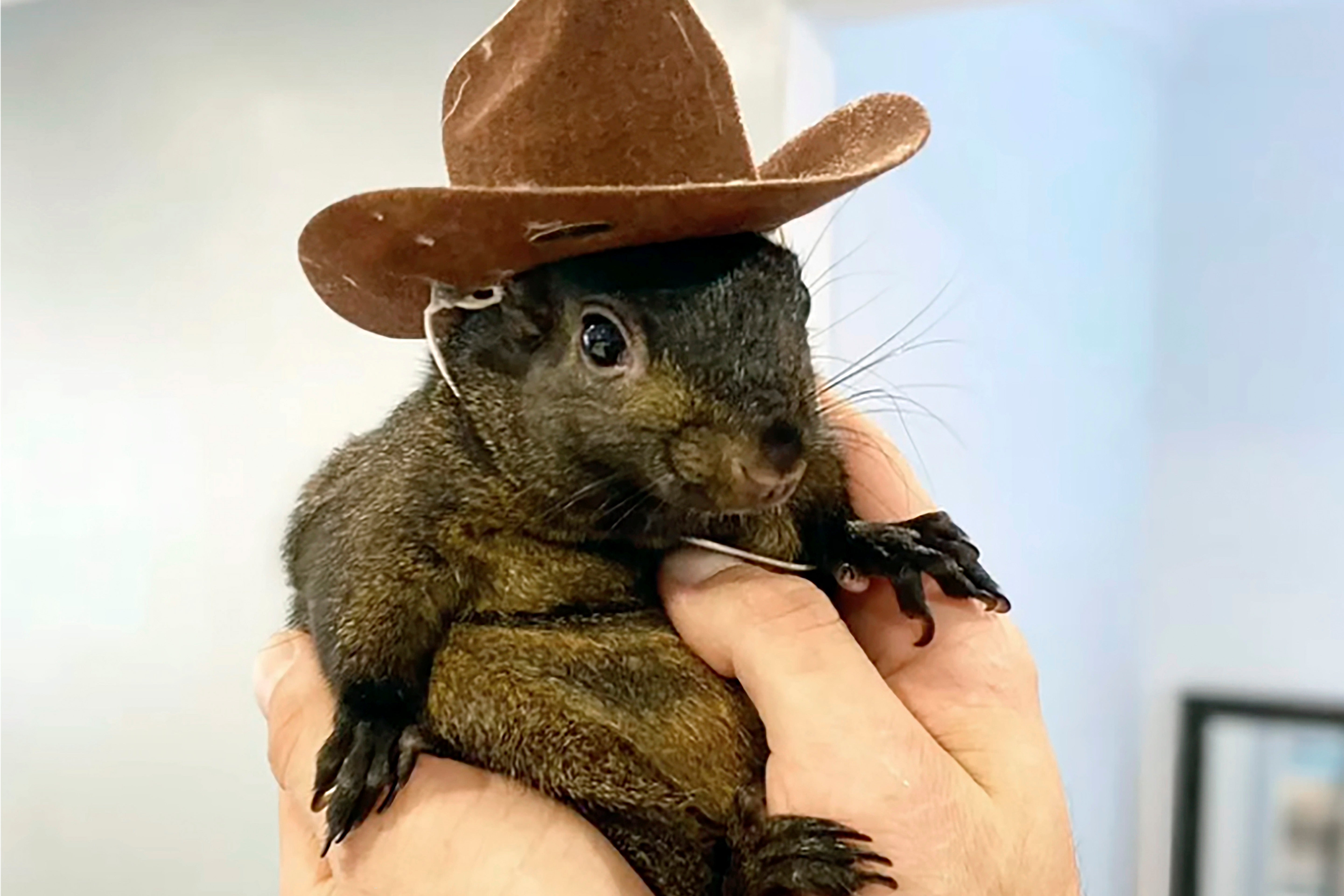 Before his death, tens of thousands of users on Instagram, TikTok and other social media platforms were watching Peanut's little hats, doing tricks and munching on hand-held waffles. in his little tears.